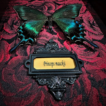 Real Butterfly specimen Home Decor
