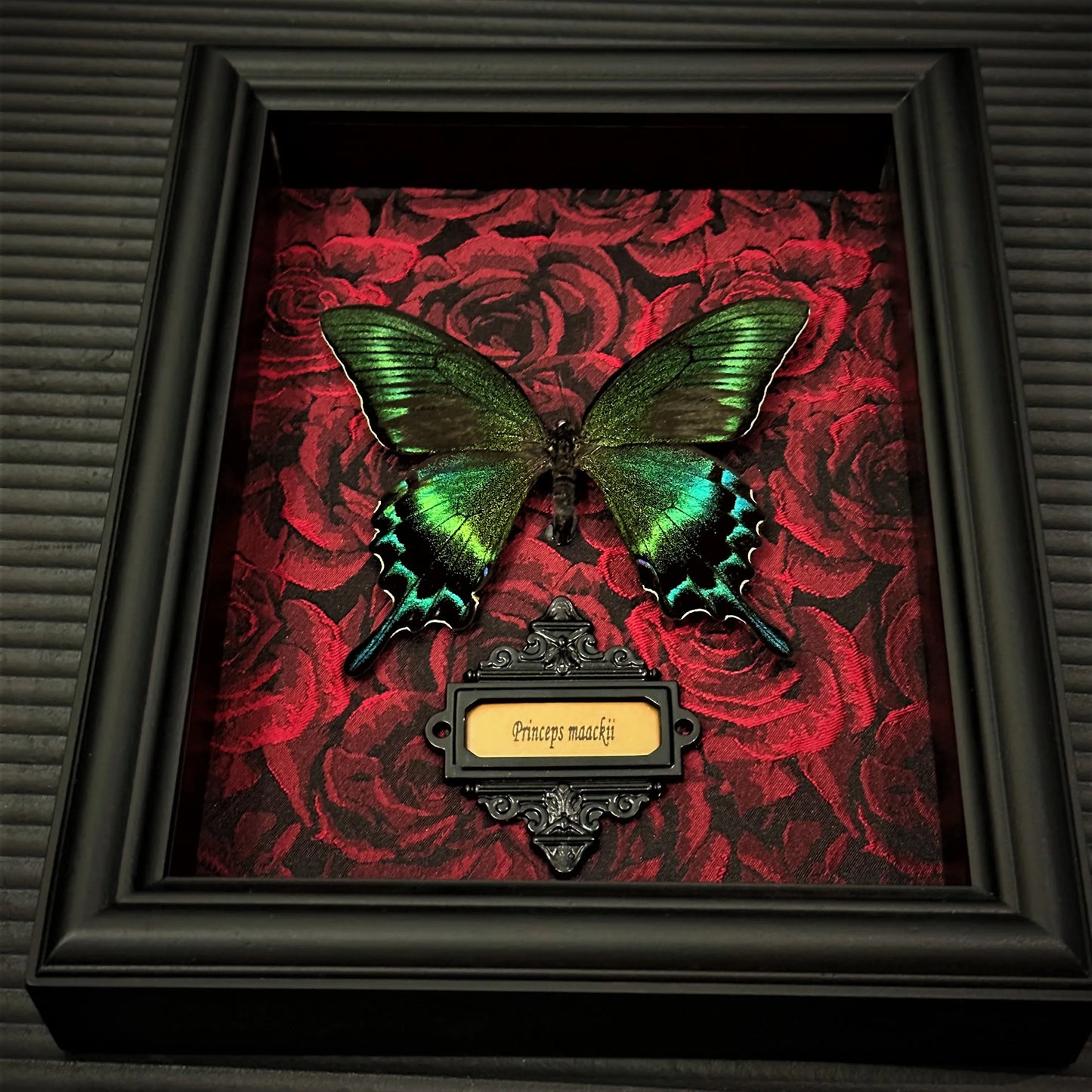 Real Butterfly specimen Home Decor