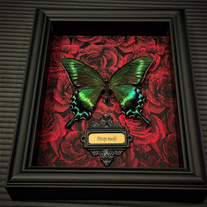 Real Butterfly specimen Home Decor