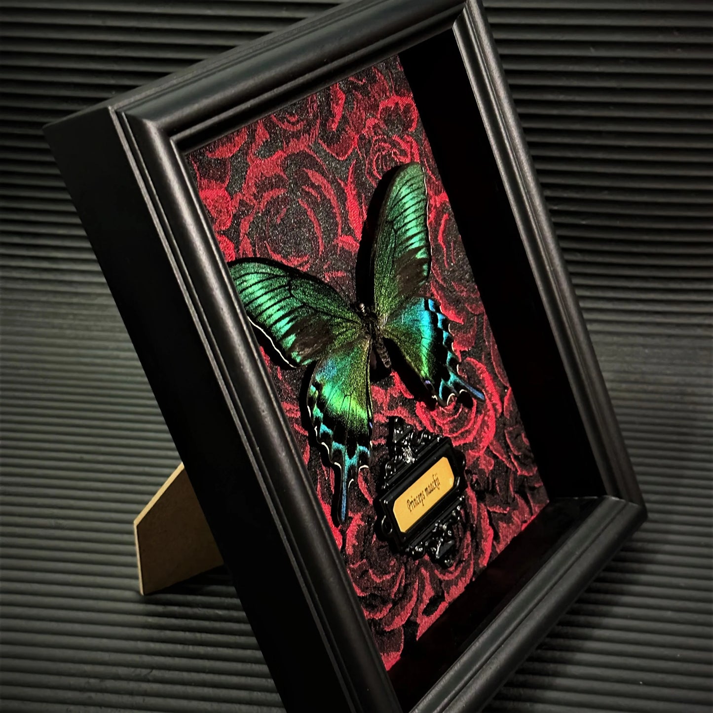 Real Butterfly specimen Home Decor