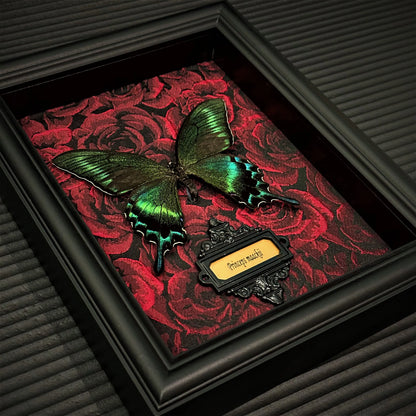 Real Butterfly specimen Home Decor