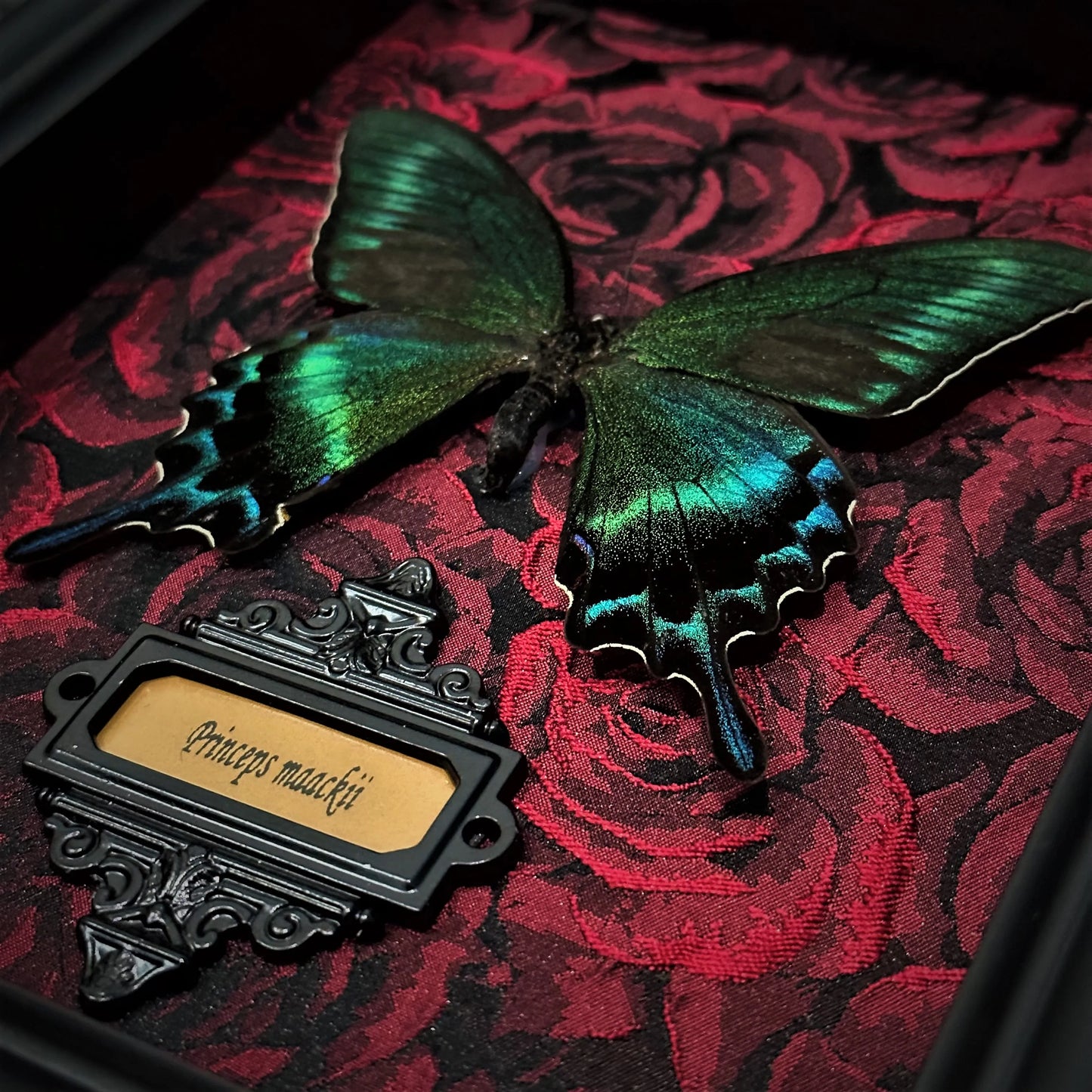 Real Butterfly specimen Home Decor